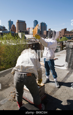 Städtischen Imker Inspektion ihrer Bienen, auf einem Dach in Brooklyn, New York, USA Stockfoto