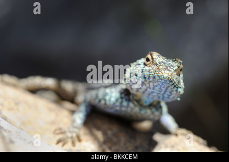 Southern Rock Agama Lizard sonnt sich auf Felsen Stockfoto