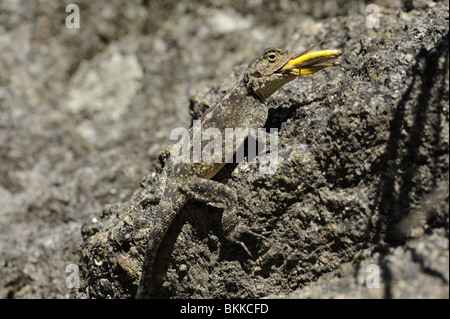 Southern Rock Agama Eidechse mit Heuschrecke, die er gefangen hat Stockfoto