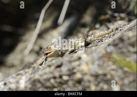 Southern Rock Agama Eidechse mit Heuschrecke, die er gefangen hat Stockfoto