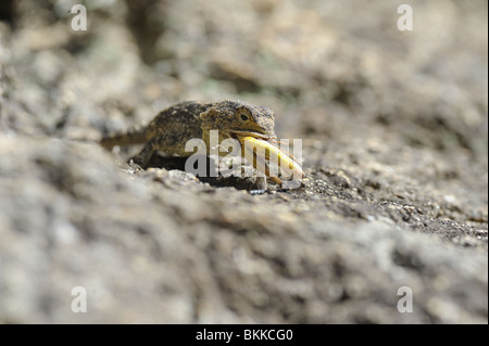 Southern Rock Agama Eidechse mit Heuschrecke, die er gefangen hat Stockfoto