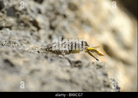 Southern Rock Agama Eidechse mit Heuschrecke, die er gefangen hat Stockfoto