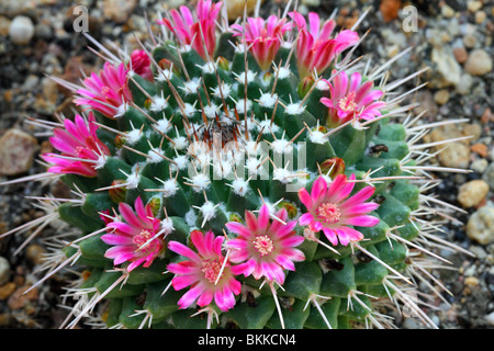 Cactus Mammillaria Mamillaria Magnimamma Blumen blühen Stockfoto