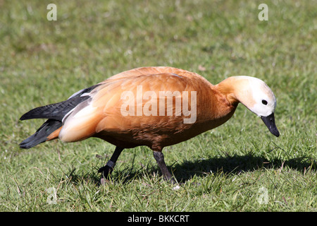 Ruddy Brandgans Tadorna Ferruginea Beweidung genommen bei Martin bloße WWT, Lancashire UK Stockfoto