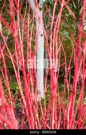 Weiße Birke Stamm kontrastieren mit roter Hartriegel Äste im Herbst Garten Stockfoto