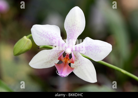 Schmetterlings-Orchidee (Phalaenopsis sp.). Weiße Blüte mit rosa Markierungen. Stockfoto