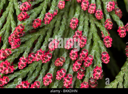 rote Kegel Knospen auf Koniferen Baum / Strauch Stockfoto