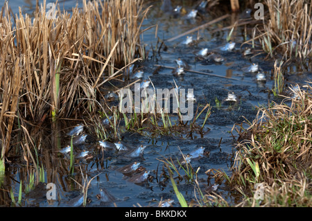 Moor-Frosch (Rana Arvalis), Gruppe im flachen Wasser. Stockfoto