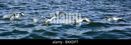 Bildsequenz zeigt ein Cape Gannet ausziehen Stockfoto