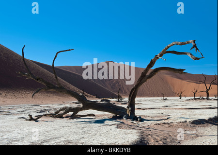 Tot Kameldornbäume Deadvlei, Sossusvlei, Namibia Stockfoto