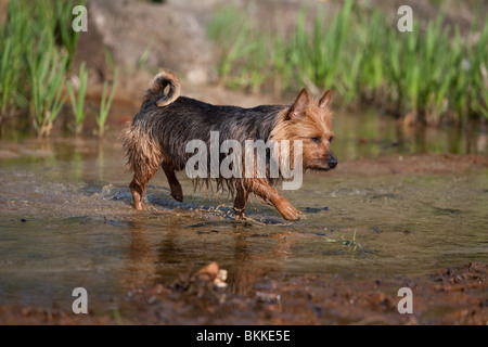 Australian Terrier Stockfoto