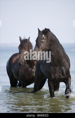 Friesen im Ozean Stockfoto