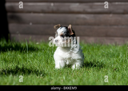 Biewer Yorkshire Terrier Welpen Stockfoto