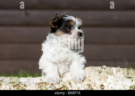 Biewer Yorkshire Terrier Welpen Stockfoto