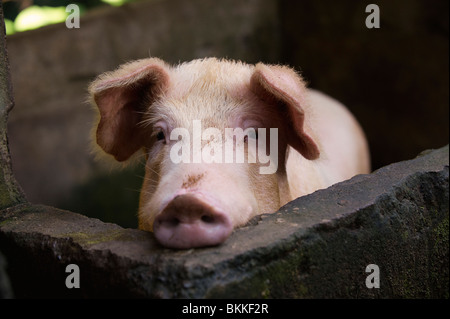 Schwein im Stift Stockfoto