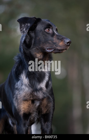 Beauceron-Portrait Stockfoto