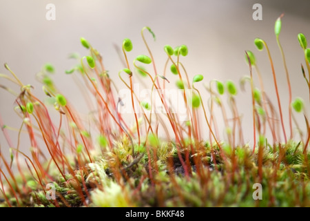 Moos-Arten-Nahaufnahme der Fruchtkörper Stockfoto