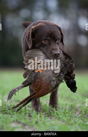 Labrador Retriever mit Fasan Stockfoto