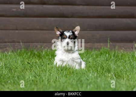 Biewer Yorkshire Terrier Welpen Stockfoto