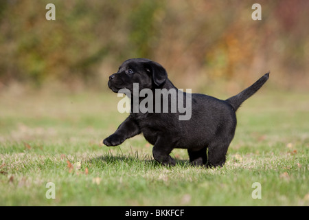 Labrador Retriever Welpen Stockfoto