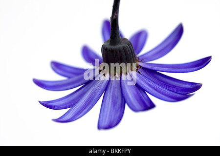 tiefblaue Senetti Blume isoliert auf weiss Stockfoto