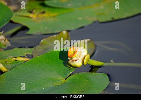 Gelbe Seerose: Nymphaea Mexicana. Everglades, Florida, USA Stockfoto