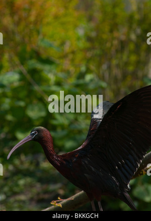 Sichler (Plegadis Falcinellus) Stockfoto