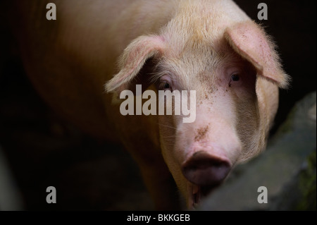 Schwein im Stift Stockfoto