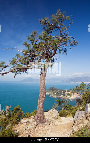 schöne Aussicht auf den Golf von Tigullio und die Stadt von Sestri Levante, Italien, mit einem Kiefernwald mit Blick auf das Meer Stockfoto