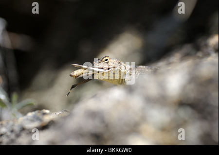 Southern Rock Agama Eidechse mit Heuschrecke, die er gefangen hat Stockfoto