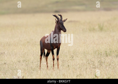 Topi auf den Ebenen der Maasai Mara in Kenia Stockfoto