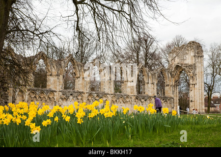 Frühling-Narzissen in den Ruinen der Abtei von Str. Marys, York Museum Gardens im Zentrum von York, Yorkshire, Großbritannien Stockfoto