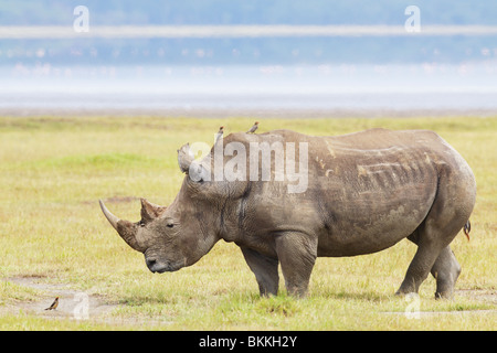 Weißer Rhinoceros mit Blick auf eine Oxpecker in Nakuru Reserve von Kenia Stockfoto