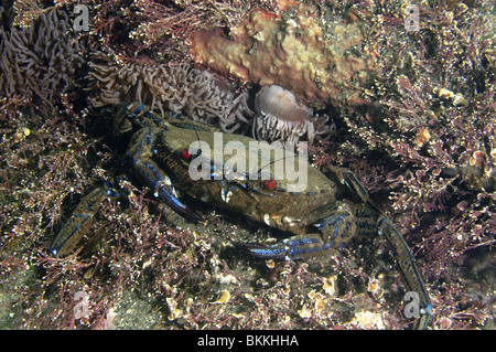 Samt Swimming Krabbe. Necora Puber. Felsigen Meeresboden Kimmeridge Bucht Dorset. April. Stockfoto
