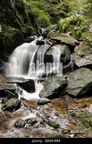 Wasserfall in der magischen Pucks Glen gehen, Benmore in Argyll Forest Park in der Nähe von Dunoon, auf der Halbinsel Cowal, Schottland Stockfoto