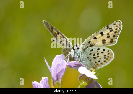 Rußiger Kupfer Schmetterling (Lycaena Tityrus) auf Lady Kittel Blume (Cardamine Pratensis) Stockfoto