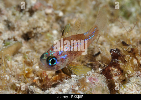 Pfefferminz-Grundel (Coryphopterus Lipernes) in der Regel auf Unterseiten von Korallen-Formationen gefunden. Cozumel, Mexiko Stockfoto