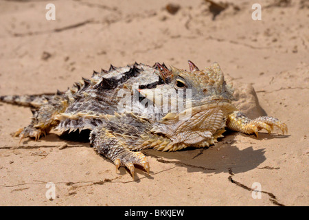 Südliche Wüste Krötenechsen Stockfoto