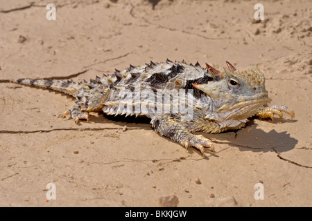 Südliche Wüste Krötenechsen Stockfoto