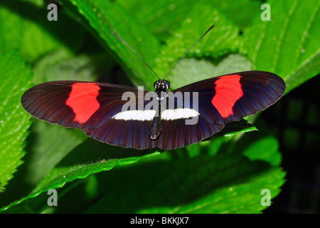 Postbote Schmetterling (Heliconius Melpomene) Manuel Antonio, Costa Rica Stockfoto