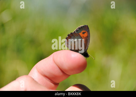 Scotch Argus (Erebia Aethiops) am Finger Stockfoto