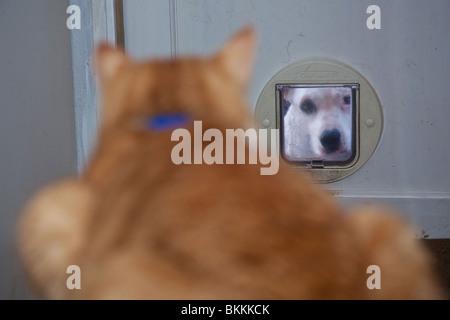 Hund auf der Suche durch die Katzenklappe in ein Ingwer Kater, Hampshire, England. Stockfoto