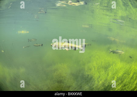 Schule der Regenbogenforellen in einem Teich in Belgien Stockfoto