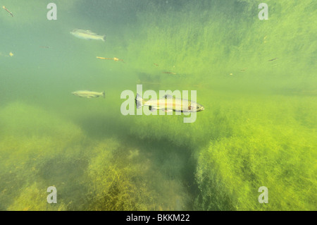 Regenbogenforellen in einem Teich in Belgien Stockfoto