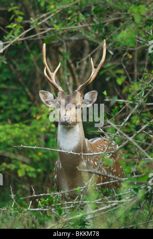 Männliche entdeckt Hirsch (Achse-Achse) in Yala West National Park, Sri Lanka Stockfoto