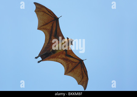 Flughund (Pteropus Giganteus) fliegen in Sri Lanka Stockfoto