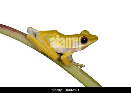 Geschnitten Sie aus einer Kupfer Wangen Treefrog (Hylarana Raniceps) im Regenwald von Khao Sok Nationalpark, Thailand Stockfoto