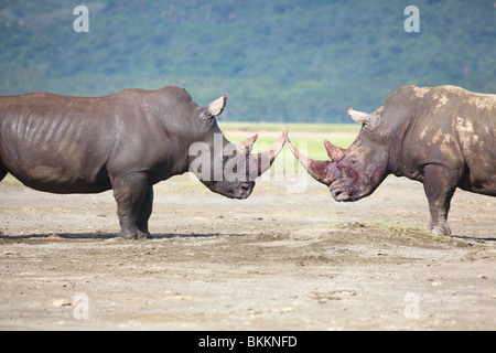 Kenia, Lake Nakuru National Park, Rhino, Breitmaulnashorn, Ceratotherium Simum kämpfen Stockfoto