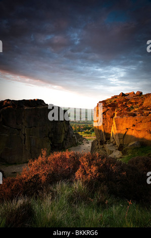 Kuh und Kalb bei Sonnenuntergang Stockfoto