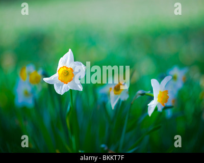 Narzisse, Narcissus Pseudonarcissus gemeinhin als wilde Narzisse oder Fastenzeit Lilie ist eine mehrjährige blühende Pflanze Stockfoto